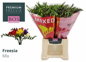 Freesia en mix