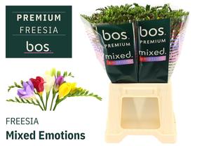 Freesia en mix
