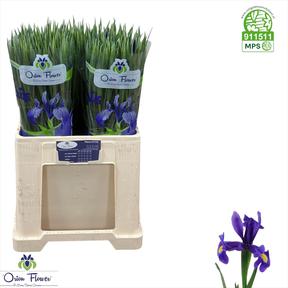 Iris blue magic