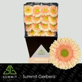 Gerbera