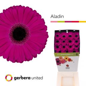 Gerbera diamond aladin