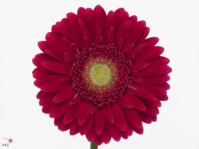 Gerbera diamond ambassador