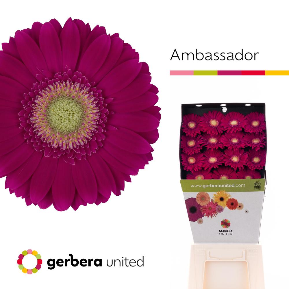 Gerbera diamond ambassador