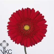 Gerbera diamond carambole