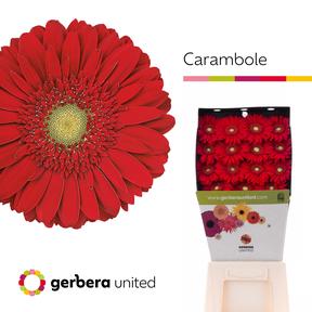 Gerbera diamond carambole