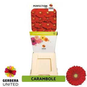 Gerbera diamond carambole