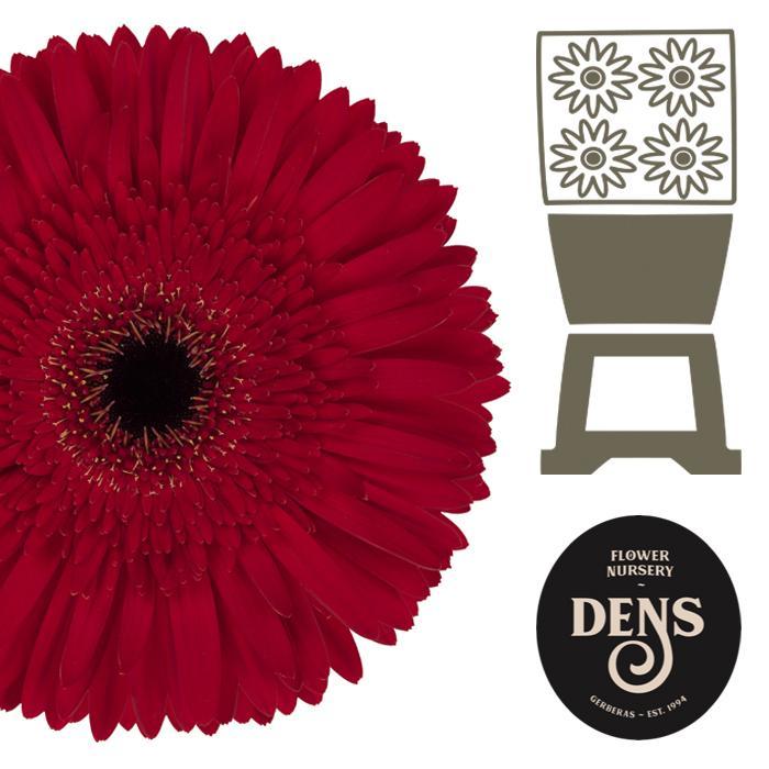 Gerbera diamond dynamic