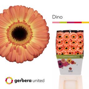 Gerbera diamond dino