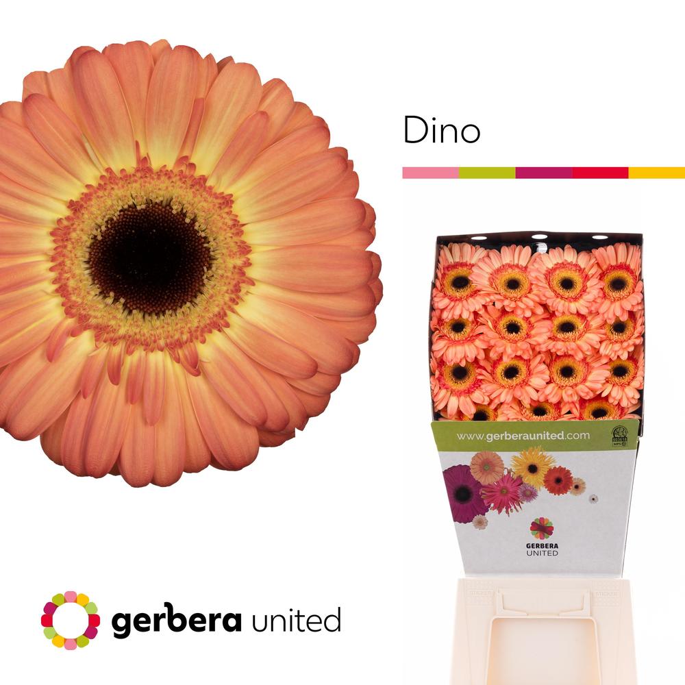Gerbera diamond dino