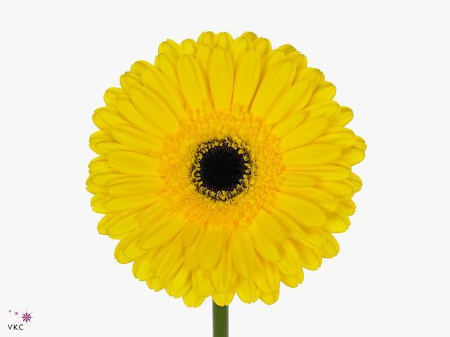 Gerbera diamond don leo