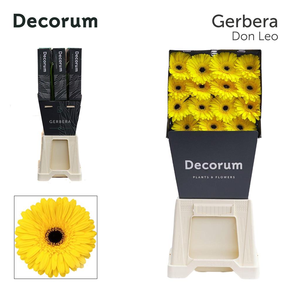 Gerbera diamond don leo