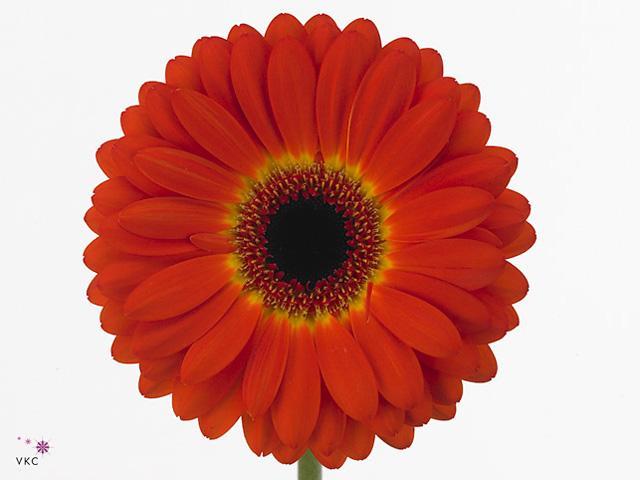Gerbera diamond imax