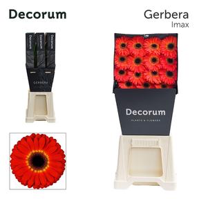 Gerbera diamond imax