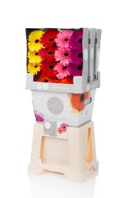 Gerbera diamond mix na platě