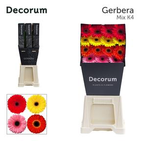 Gerbera diamond mix na platě
