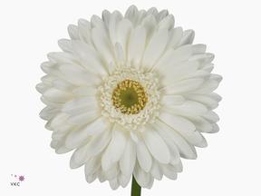 Gerbera diamond pole ice
