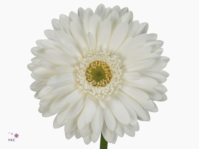 Gerbera diamond pole ice