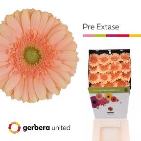 Gerbera diamond pre-extase