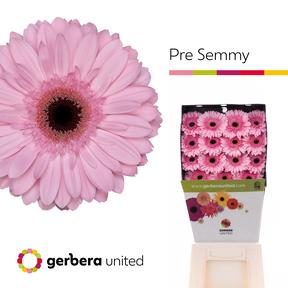 Gerbera diamond pre-semmy