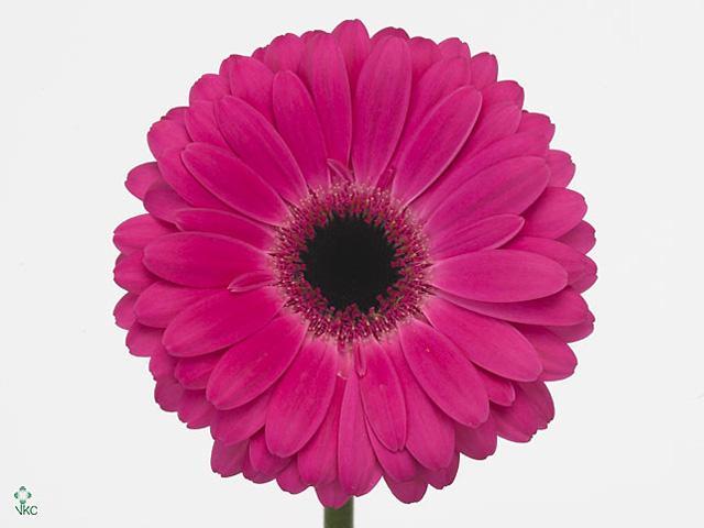 Gerbera diamond rich