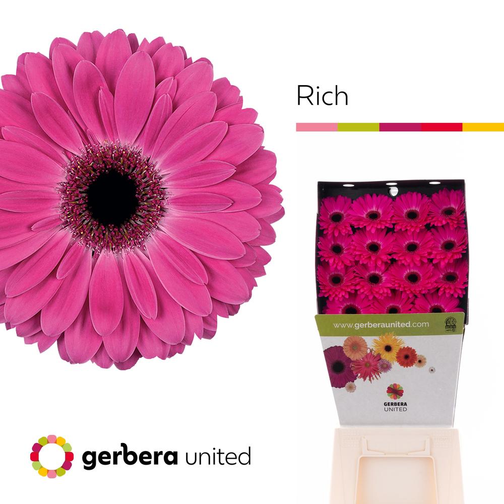 Gerbera diamond rich