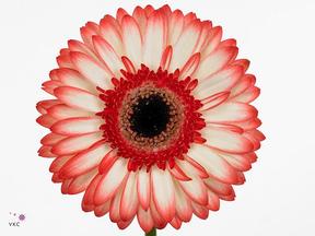 Gerbera diamond sorbet