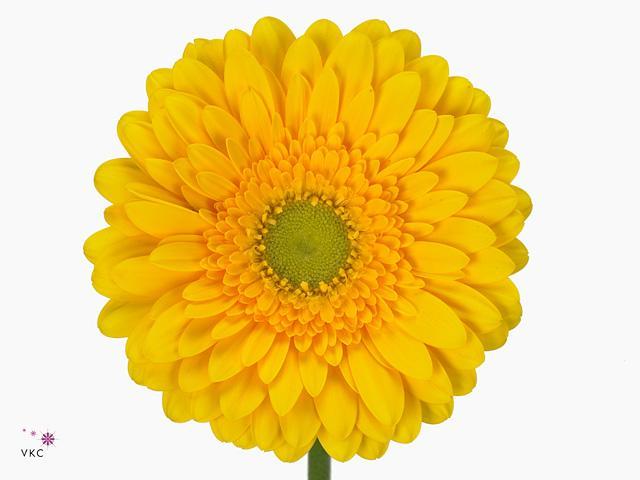 Gerbera diamond submarine