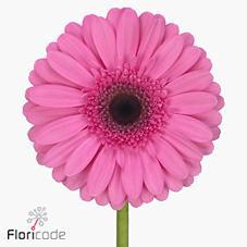 Gerbera diamond joyride