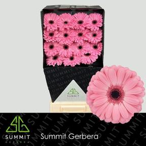 Gerbera diamond joyride
