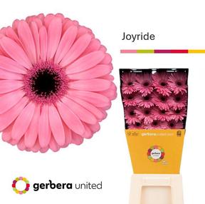 Gerbera diamond joyride