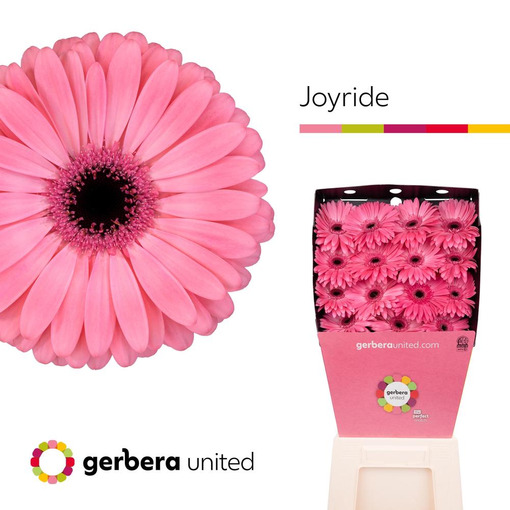 Gerbera diamond joyride