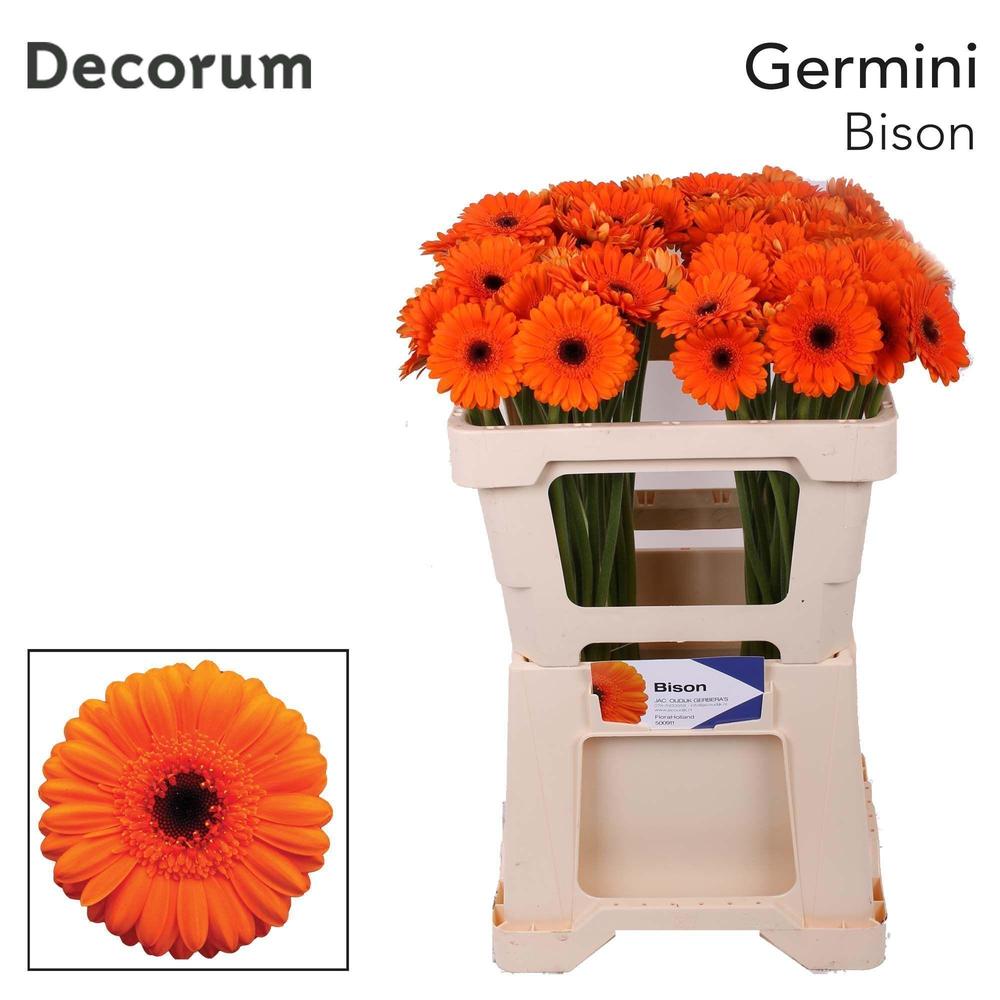 Germini bison