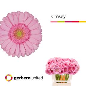 Germini kimsey