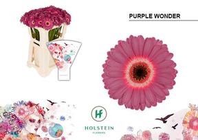 Germini plastic purple wonder