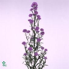 Aster astee dark milka