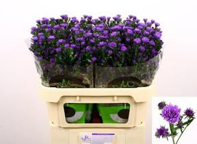Aster astee dark milka