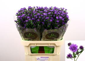 Aster astee dark milka