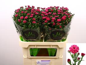 Aster flash