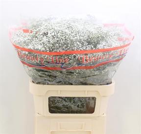 Gypsophila million stars