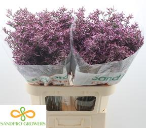 Limonium safora lilac