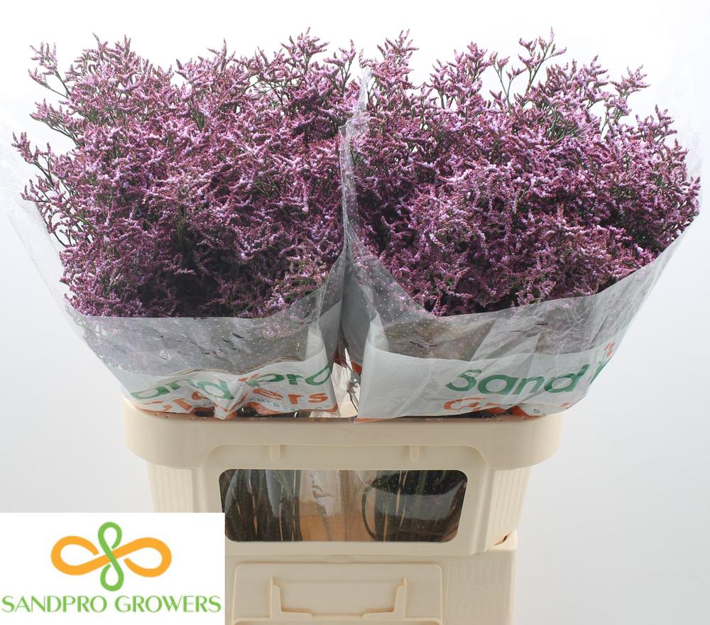 Limonium safora lilac