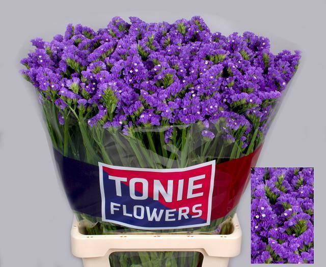 Statice crystal dark blue