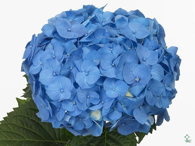 Hydrangea bela