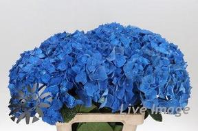 Hydrangea bela