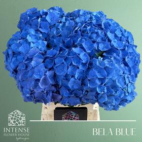 Hydrangea bela
