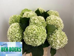 Hydrangea by colored