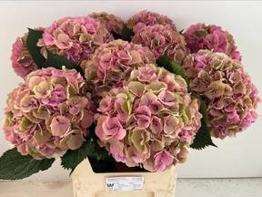 Hydrangea elbtal classic