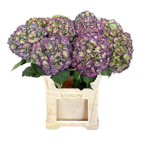 Hydrangea elbtal classic