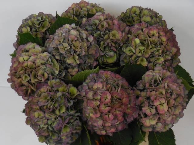 Hydrangea elbtal classic