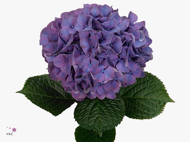 Hydrangea glowing alps paars